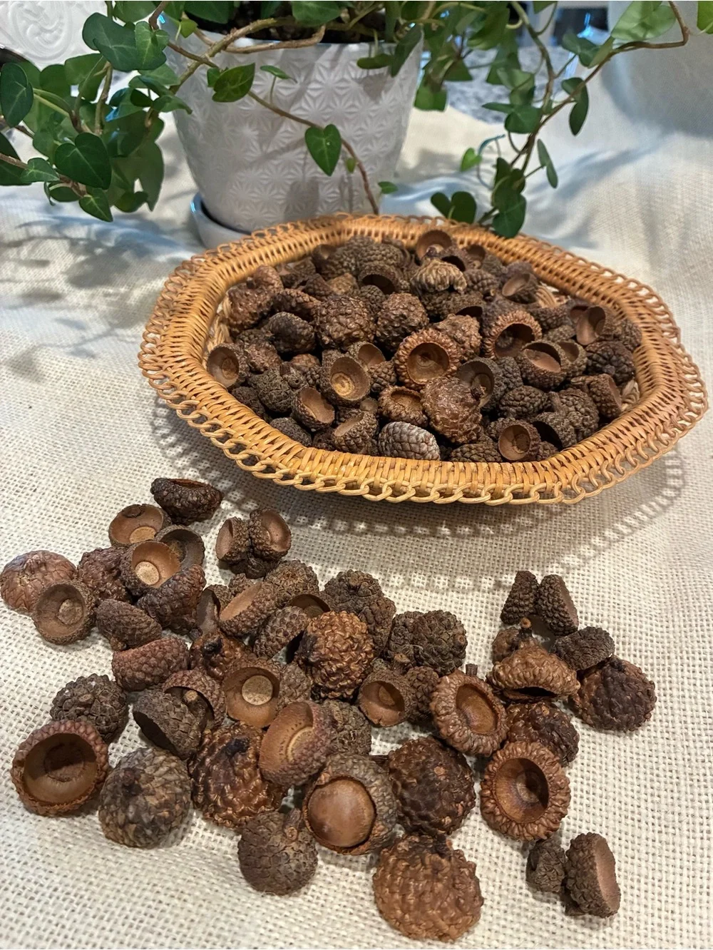 Natural Acorn Caps Lot 200+ Caps for Crafting, Decoration and DIY Projects